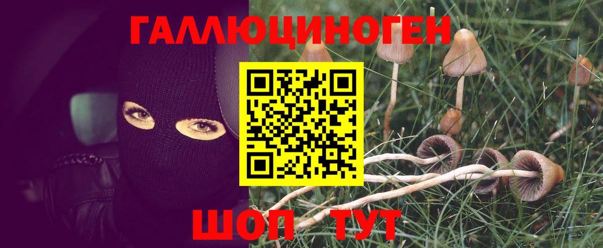 Псилоцибиновые грибы Psilocybine cubensis Чебаркуль